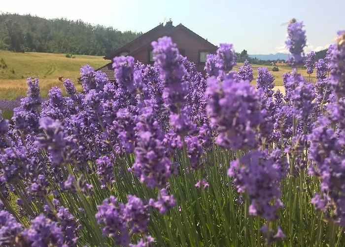 Boutique Japodi ムクロパイ